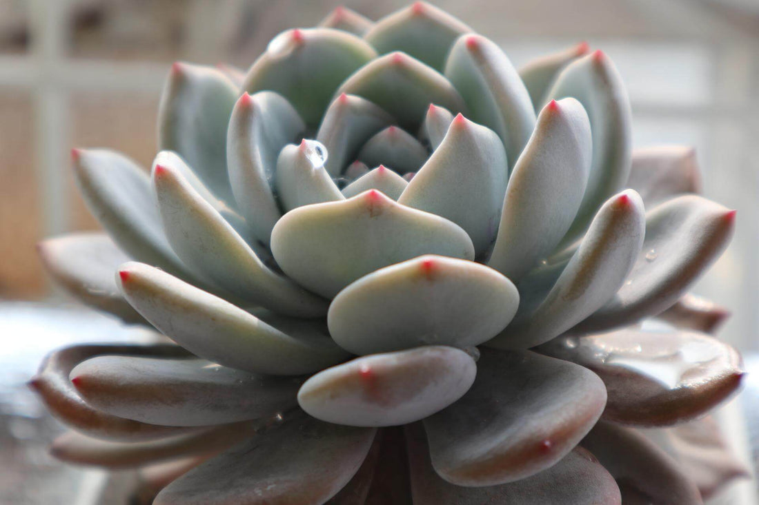 Tips to take care of succulent plants