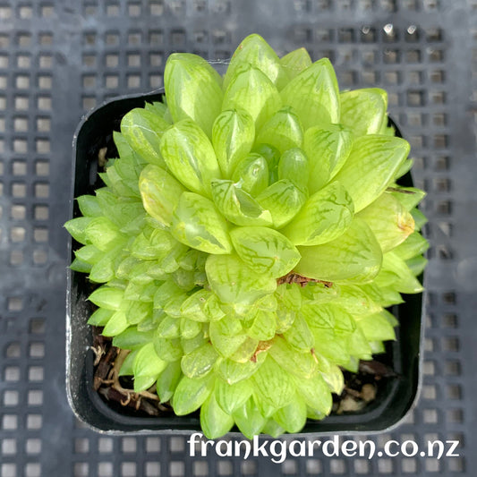 Haworthia cymbiformis var. obtusa | 草玉露