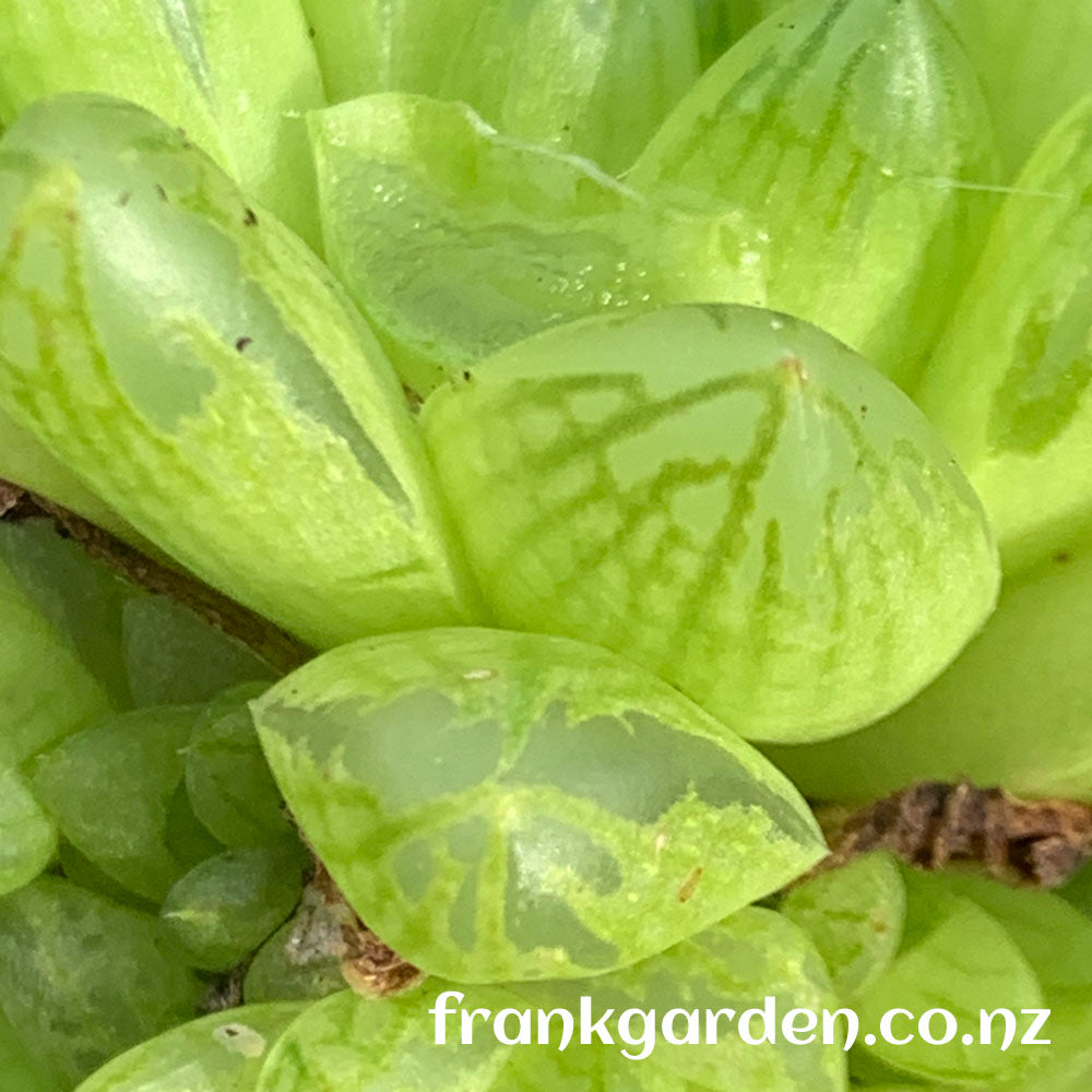 Haworthia cymbiformis var. obtusa | 草玉露