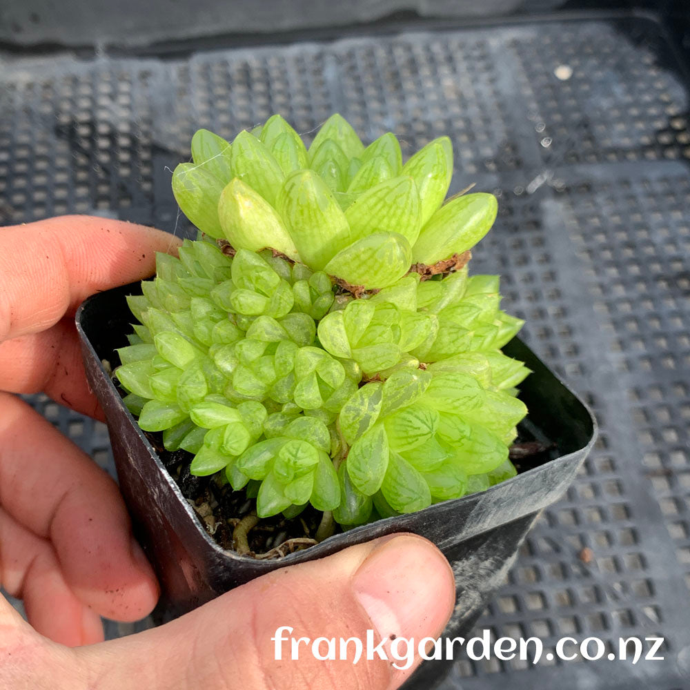 Haworthia cymbiformis var. obtusa | 草玉露