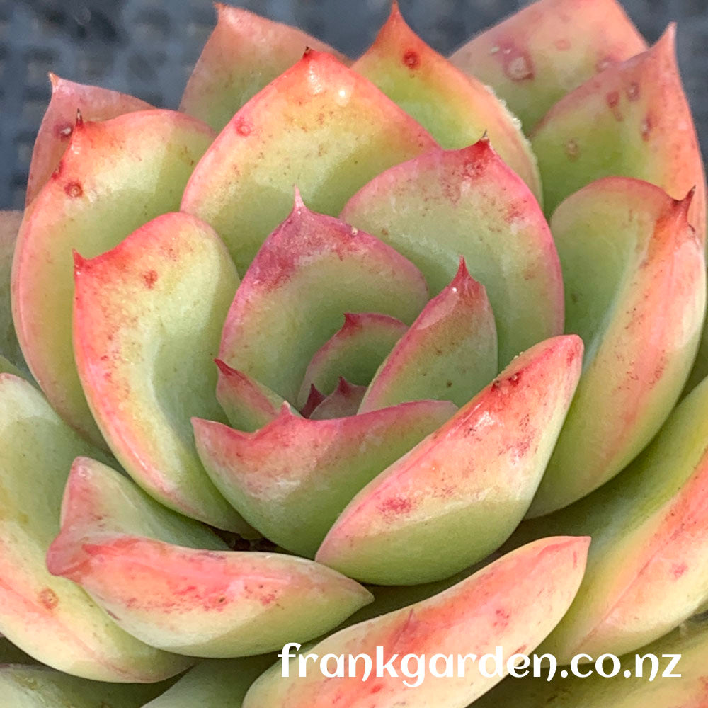 Echeveria Morning dew | 晨露