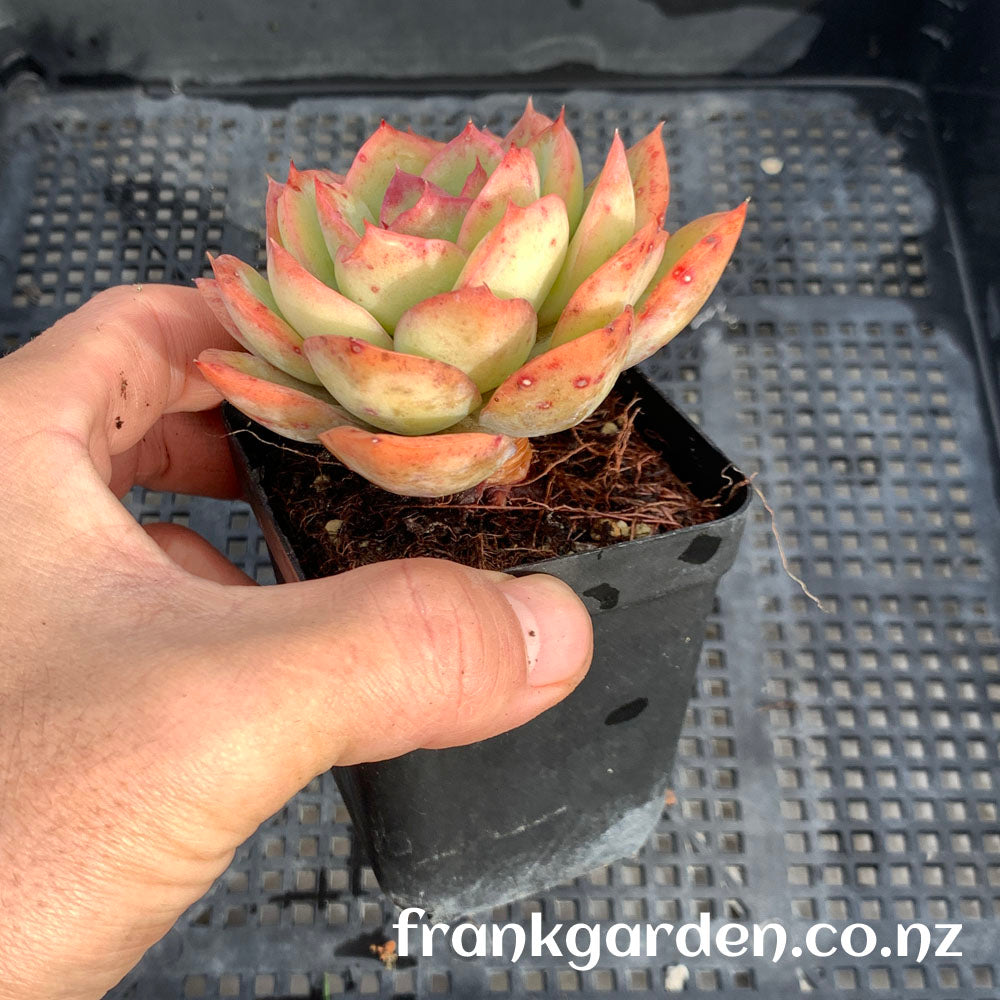 Echeveria Morning dew | 晨露