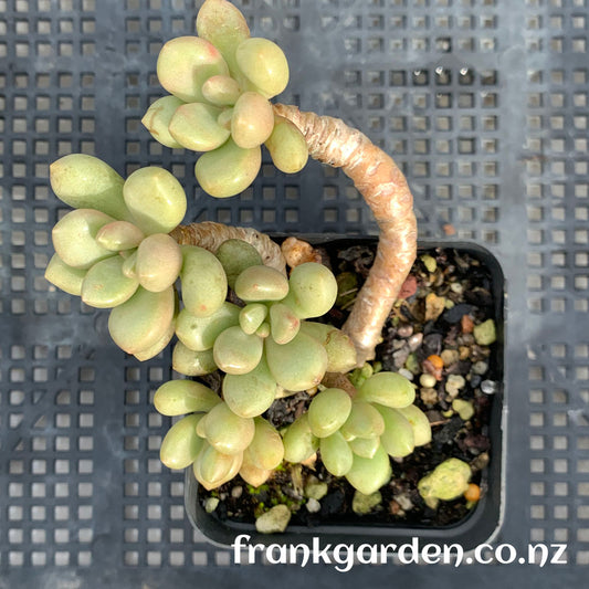 Echeveria Vanguard Party | 先锋派