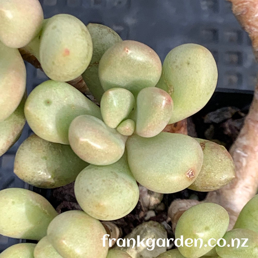 Echeveria Vanguard Party | 先锋派