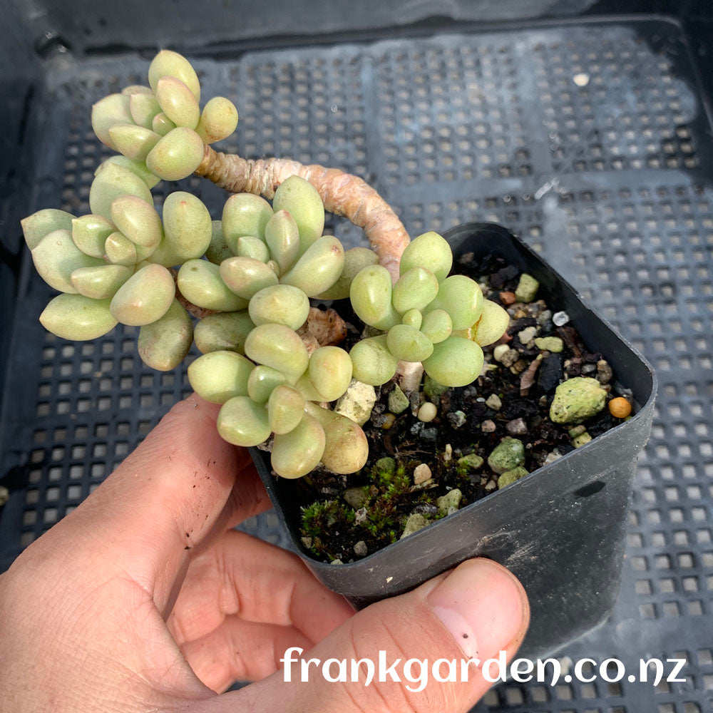 Echeveria Vanguard Party | 先锋派