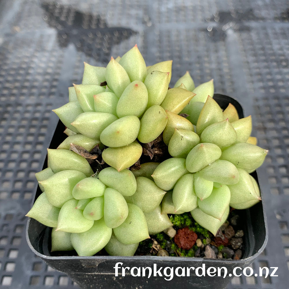 Echeveria 'J.C. Van Keppel' | 玉珠东云