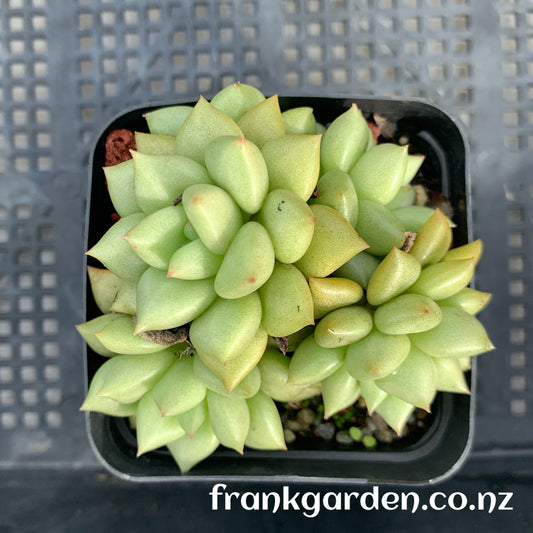 Echeveria 'J.C. Van Keppel' | 玉珠东云