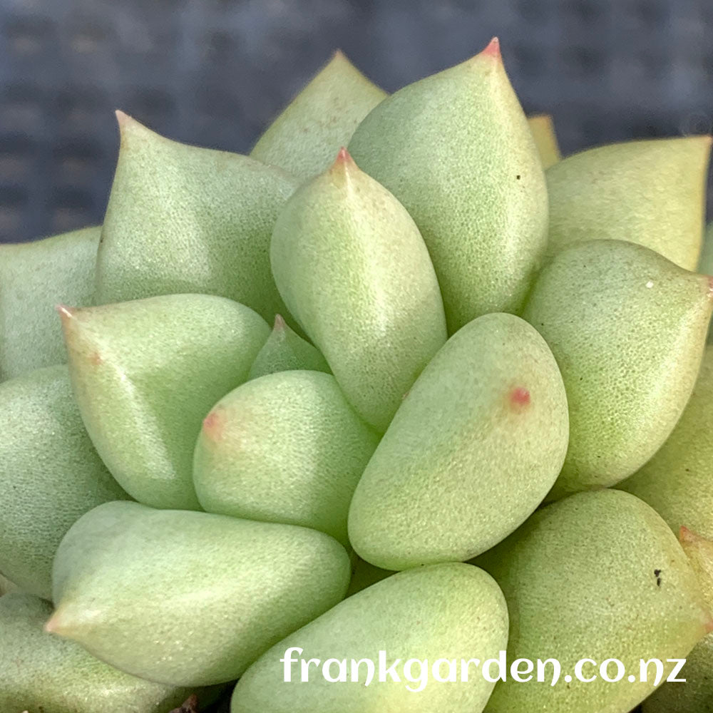 Echeveria 'J.C. Van Keppel' | 玉珠东云