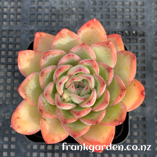 Echeveria Apus | 雨燕座