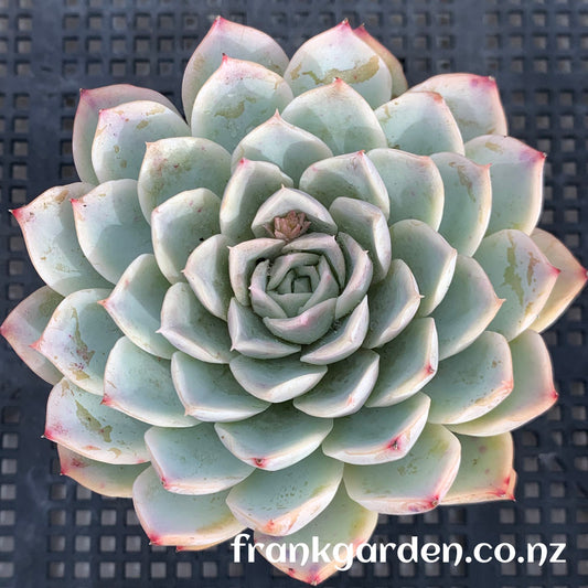 Echeveria Mexican New snowball | 墨西哥新雪球