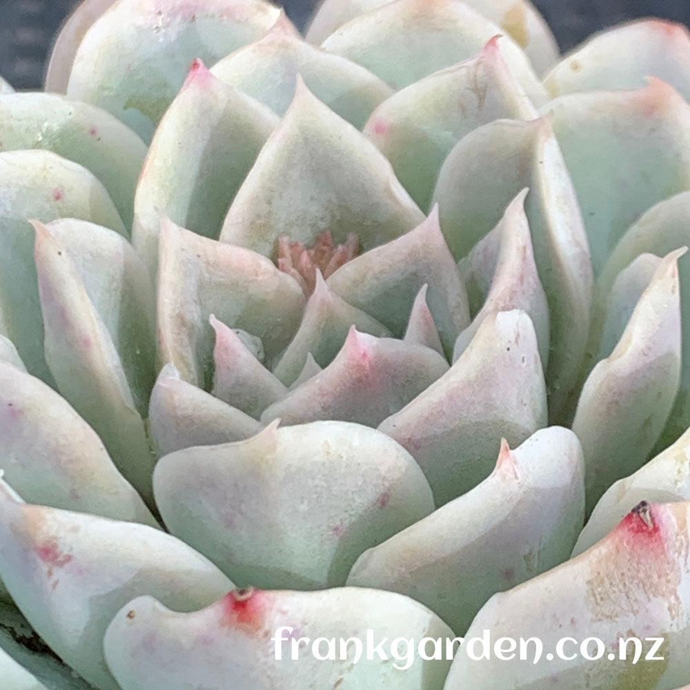 Echeveria Mexican New snowball | 墨西哥新雪球