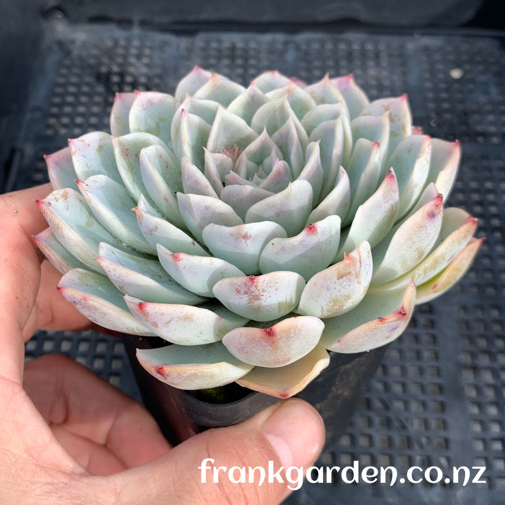 Echeveria Mexican New snowball | 墨西哥新雪球