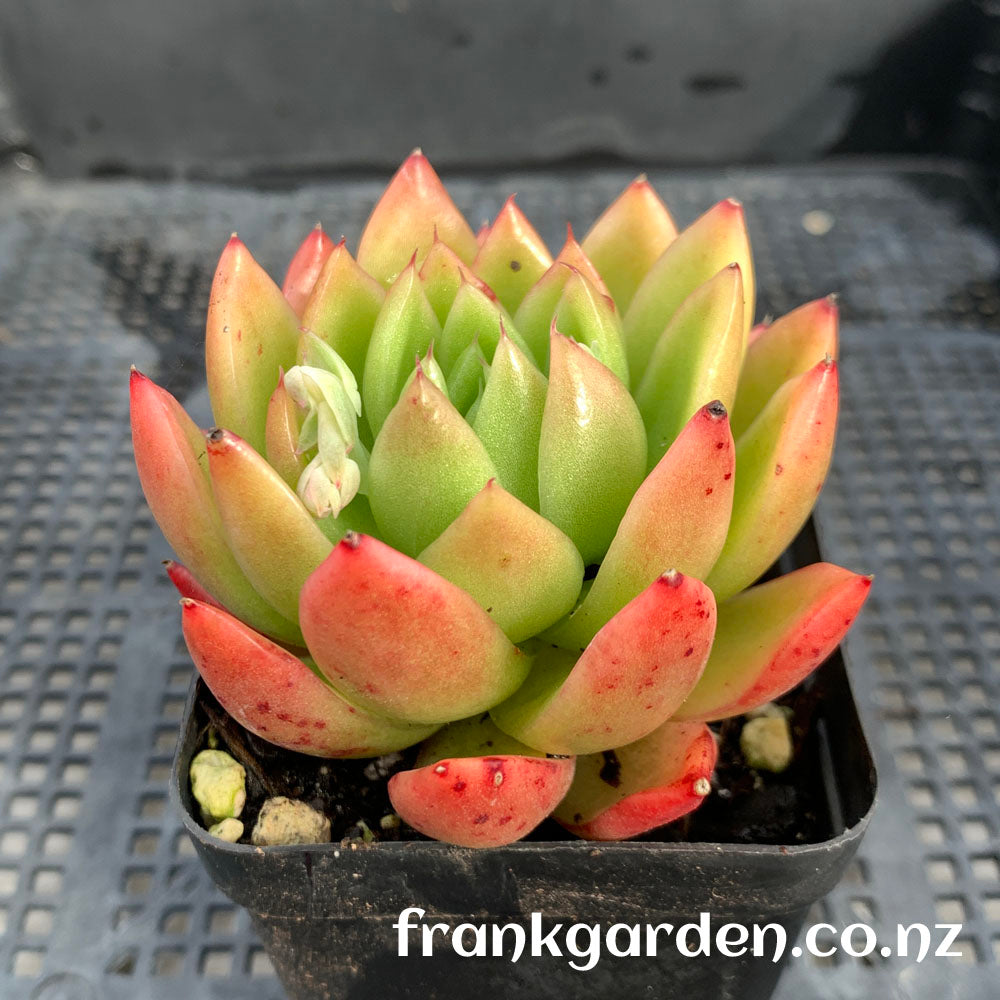 Agavoides Waterlily | 睡莲东云