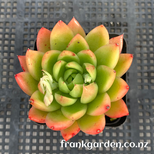 Agavoides Waterlily | 睡莲东云