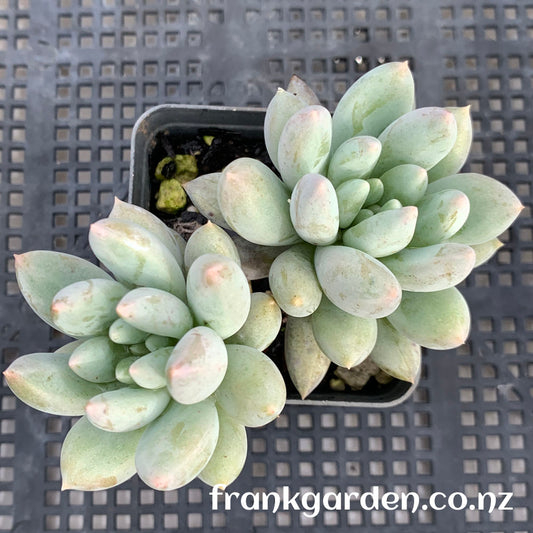 Pachyveria Angel's Finger | 所罗门 天使手指