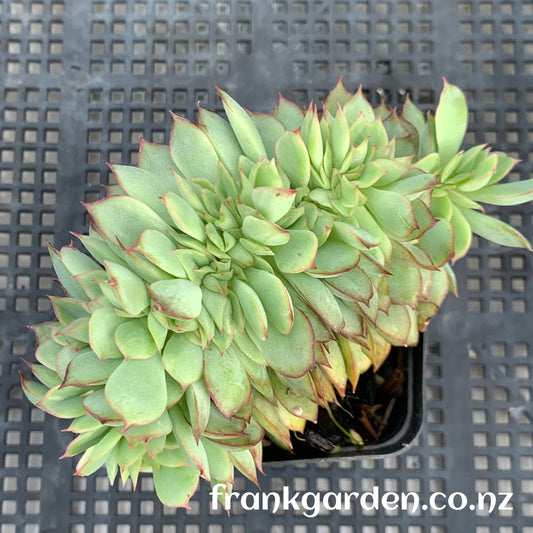 Echeveria Moon goddess Crested | 月光女神缀化