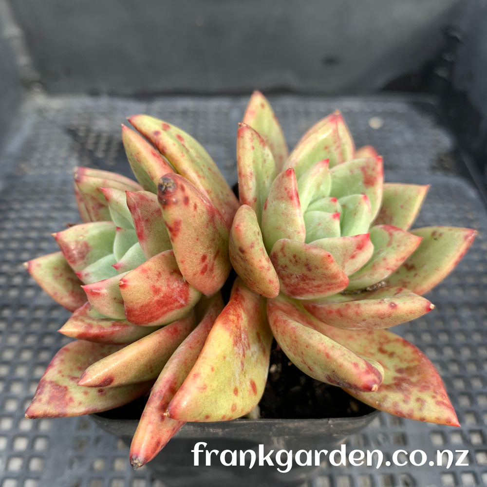 Echeveria White night Champagne | 白夜香槟