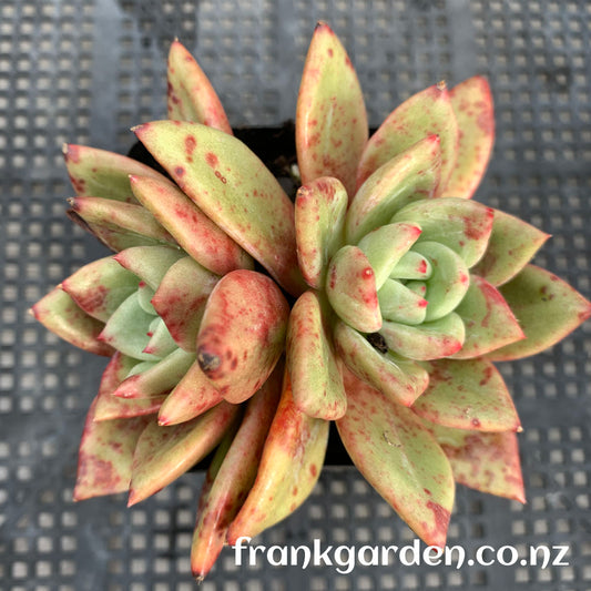 Echeveria White night Champagne | 白夜香槟