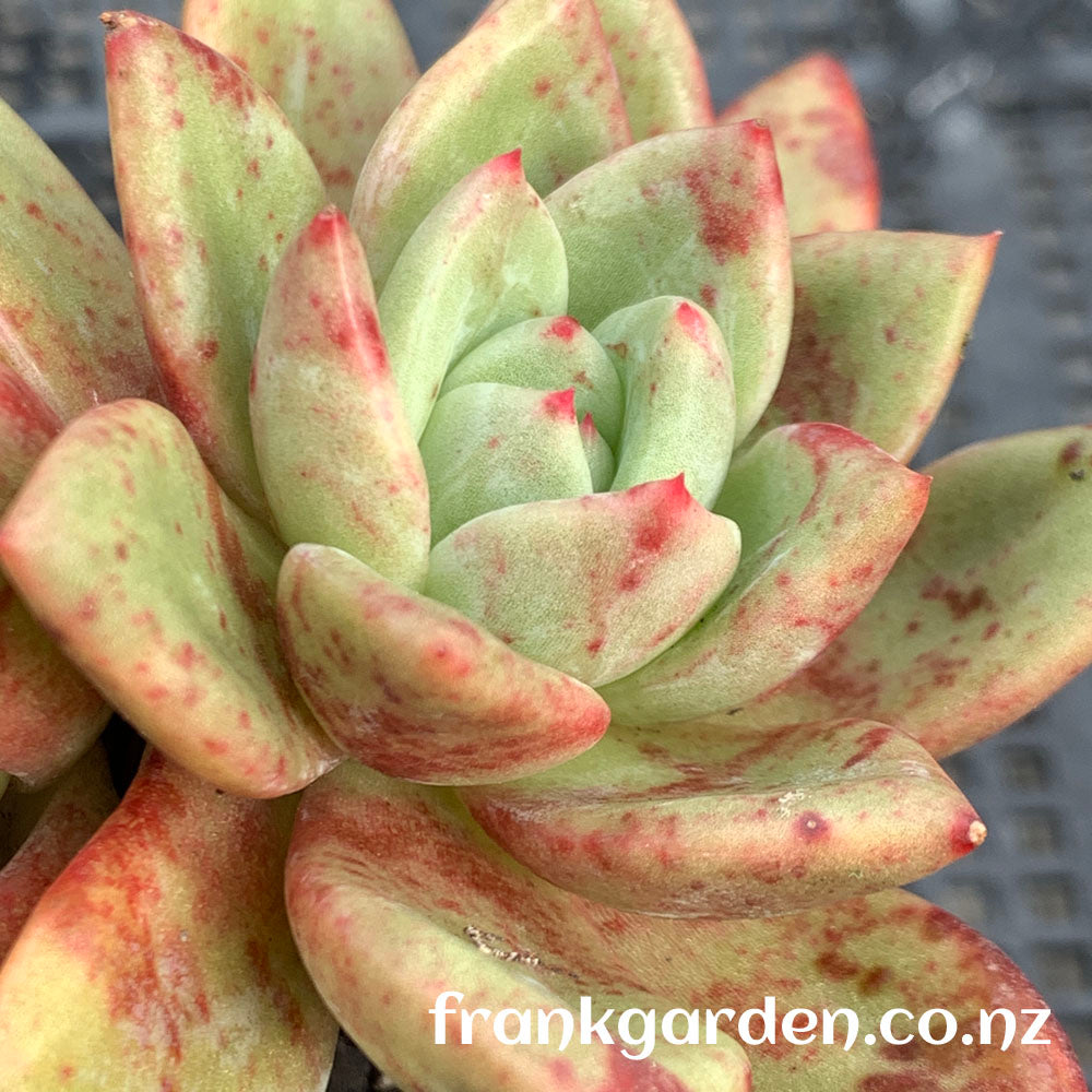 Echeveria White night Champagne | 白夜香槟