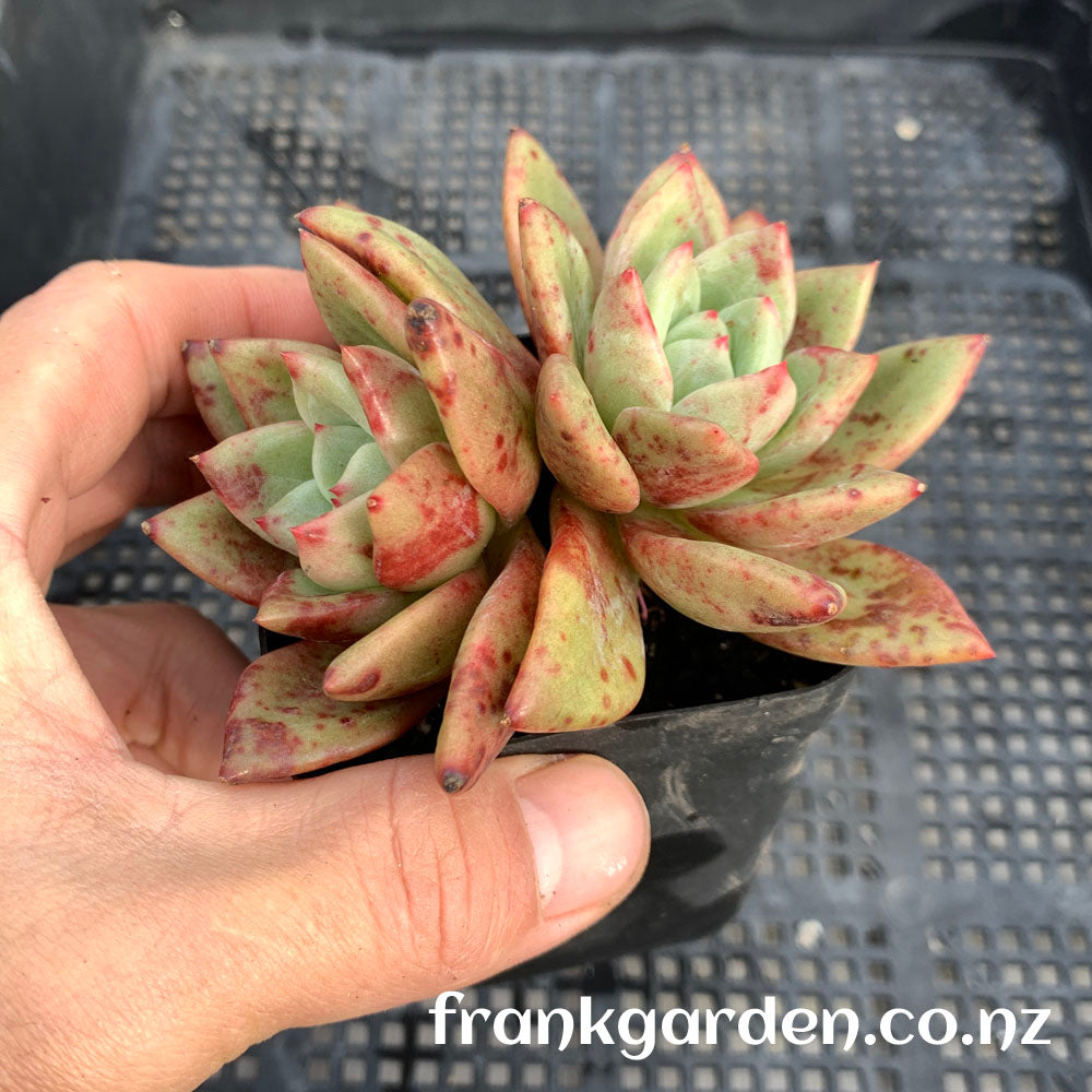 Echeveria White night Champagne | 白夜香槟