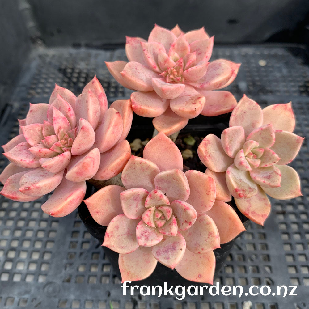 Echeveira Pretty in pink | 红粉佳人