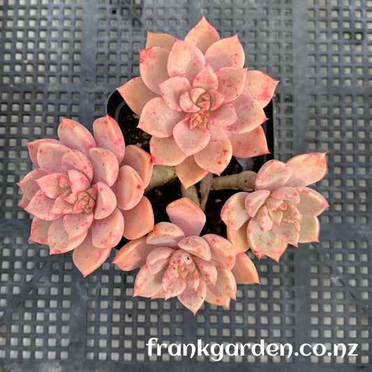 Echeveira Pretty in pink | 红粉佳人