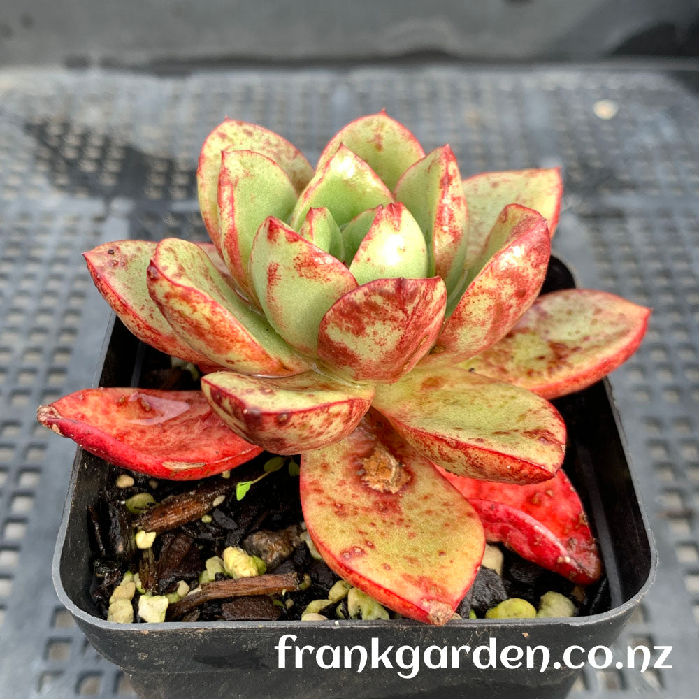 Echeveria Vulcanus | 火神