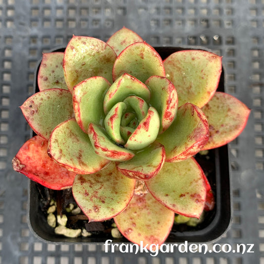 Echeveria Vulcanus | 火神