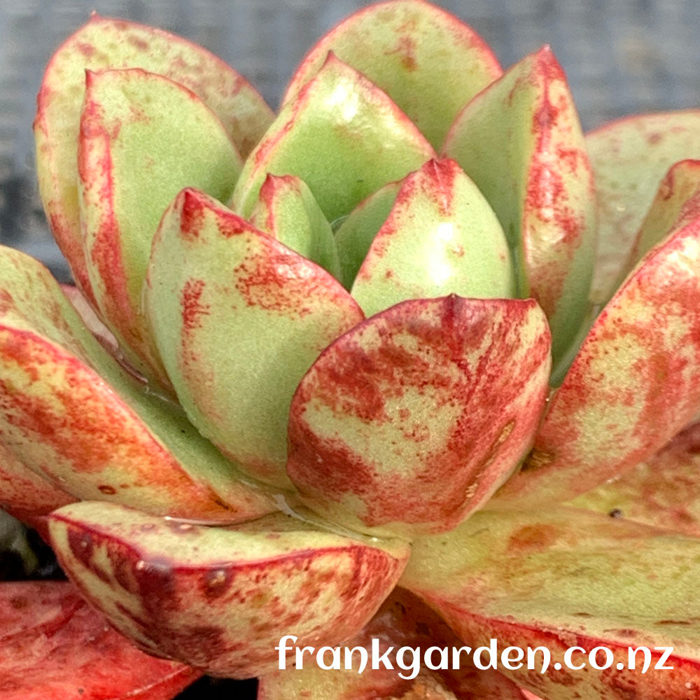 Echeveria Vulcanus | 火神