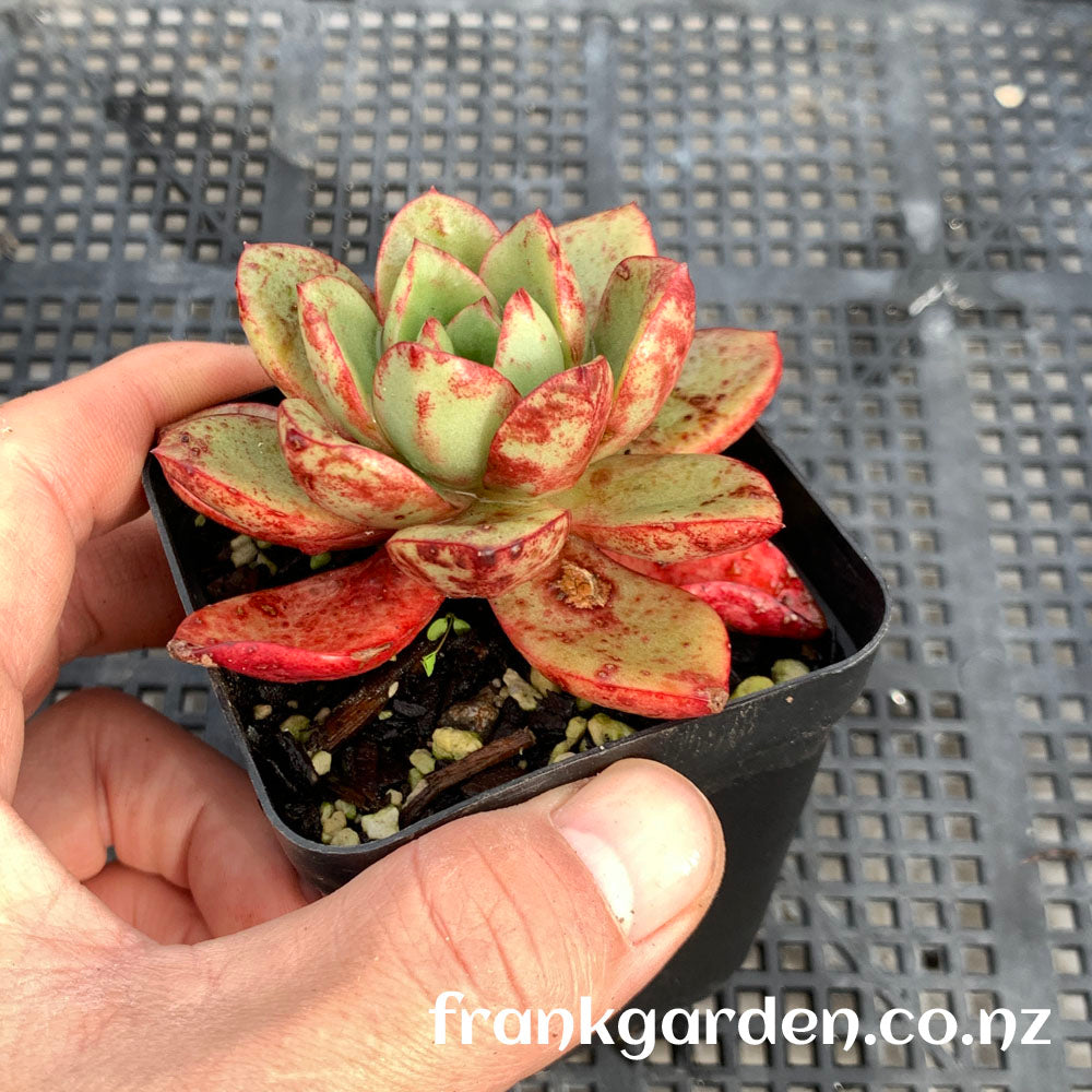Echeveria Vulcanus | 火神