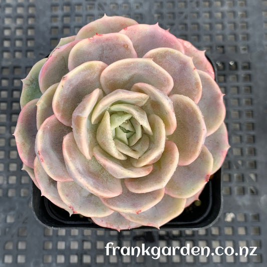 Echeveria Blue Surprise | 蓝色惊喜