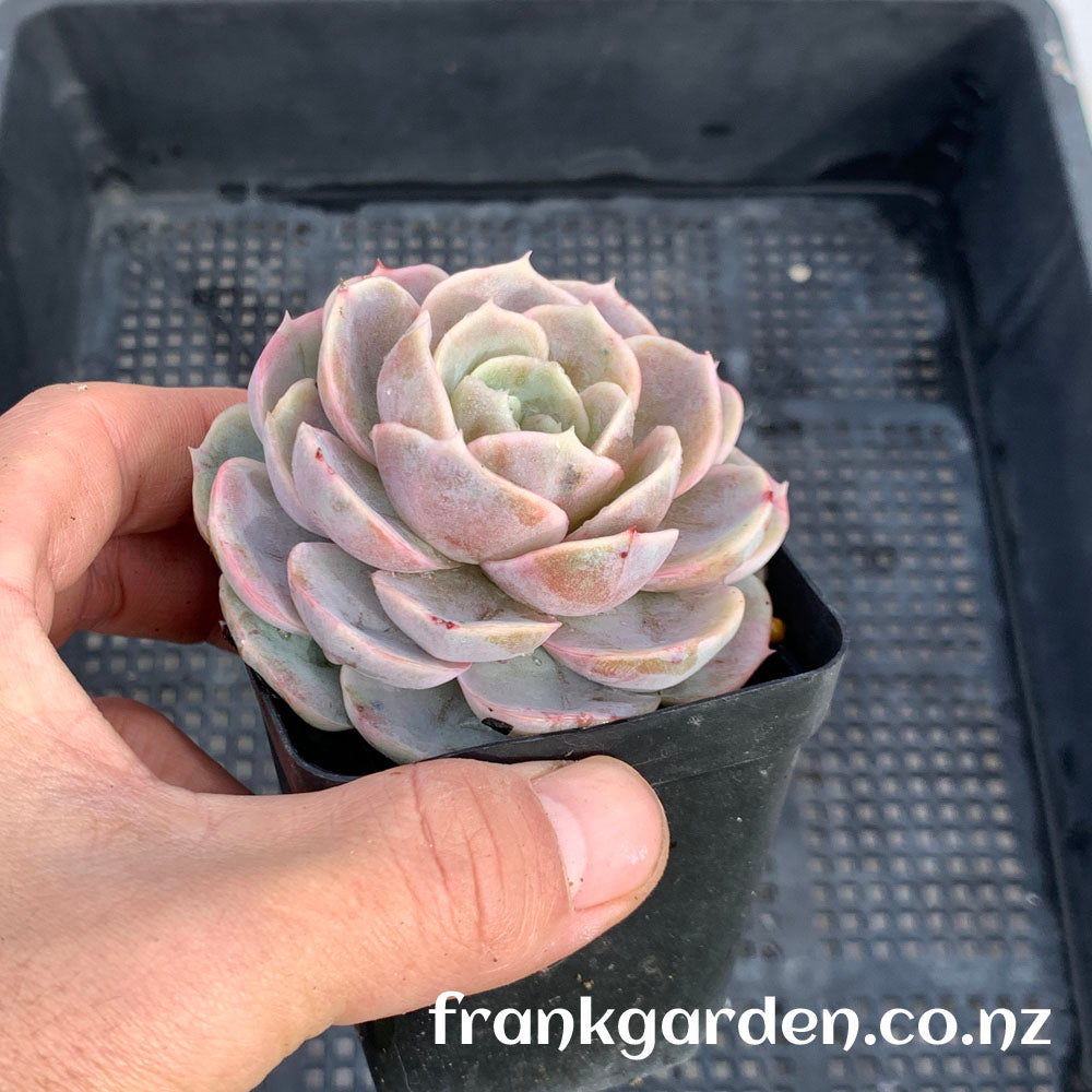 Echeveria Blue Surprise | 蓝色惊喜