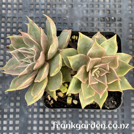 Echeveria Mensa | 门萨 | 魔羯座