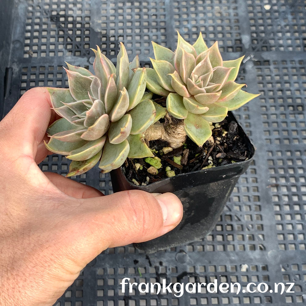 Echeveria Mensa | 门萨 | 魔羯座