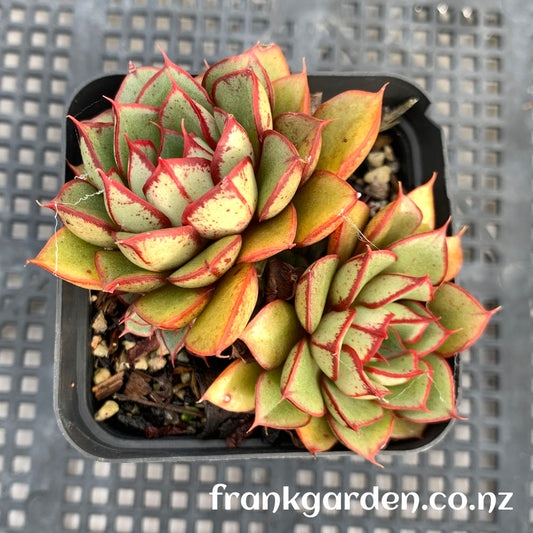 Echeveria Nodulosa cross | 大和红司