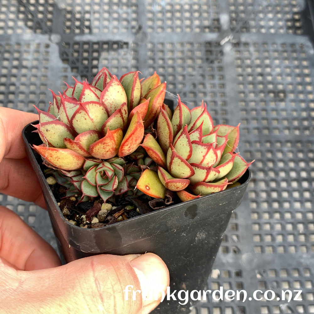 Echeveria Nodulosa cross | 大和红司