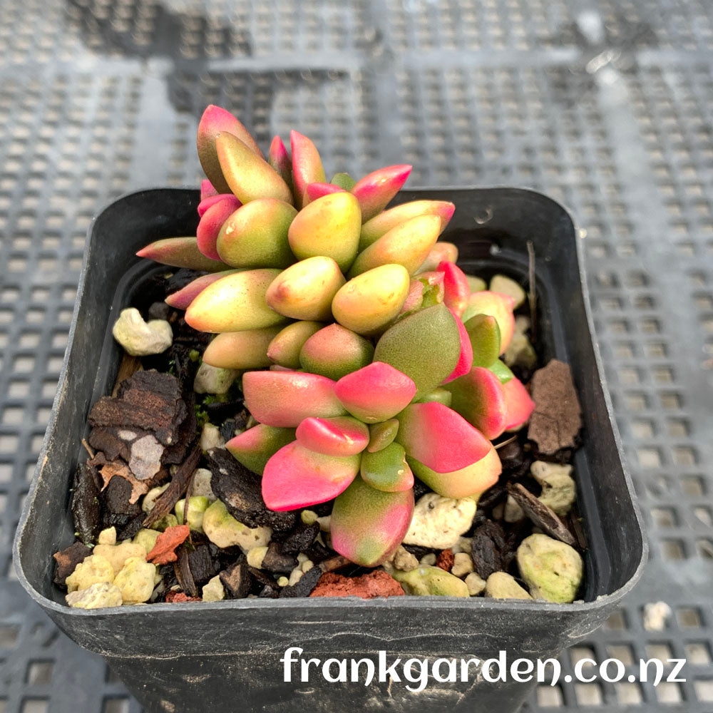 Anacampseros telephiastrum Sunset | 吹雪之松锦