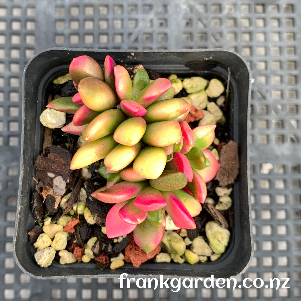 Anacampseros telephiastrum Sunset | 吹雪之松锦