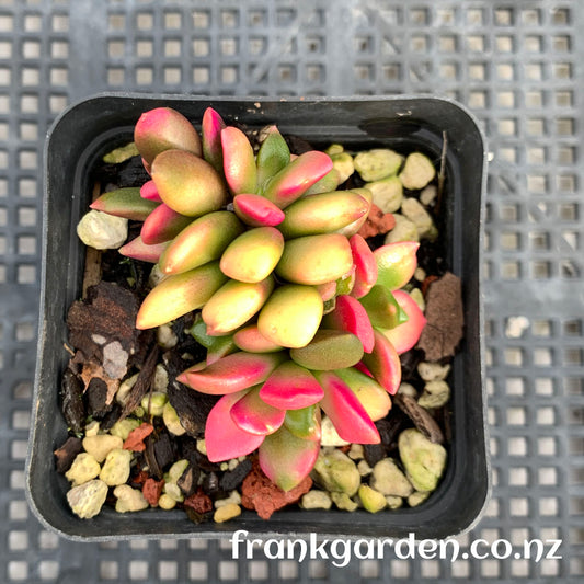 Anacampseros telephiastrum Sunset | 吹雪之松锦