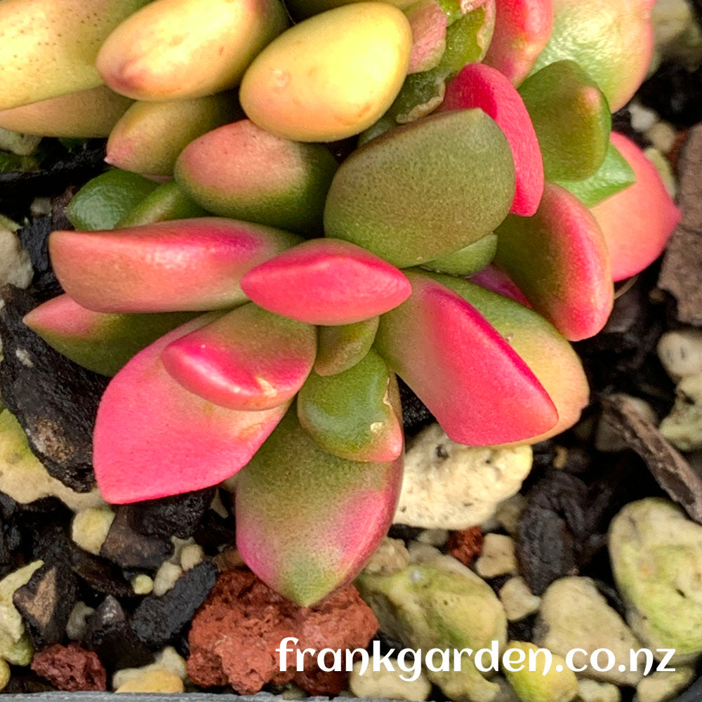 Anacampseros telephiastrum Sunset | 吹雪之松锦