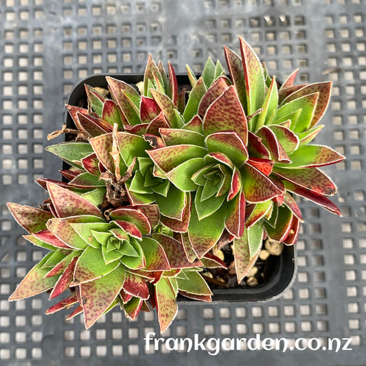 Crassula corymbulosa | 茜之塔