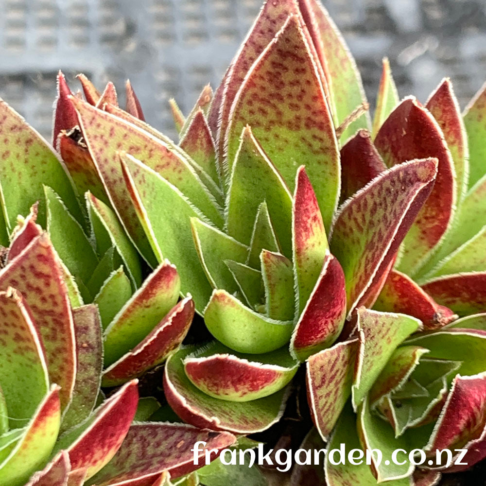 Crassula corymbulosa | 茜之塔
