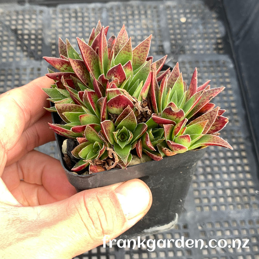 Crassula corymbulosa | 茜之塔