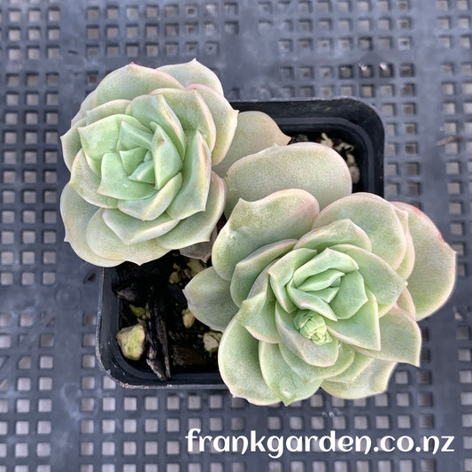 Echeveria Lovely rose | 可爱玫瑰