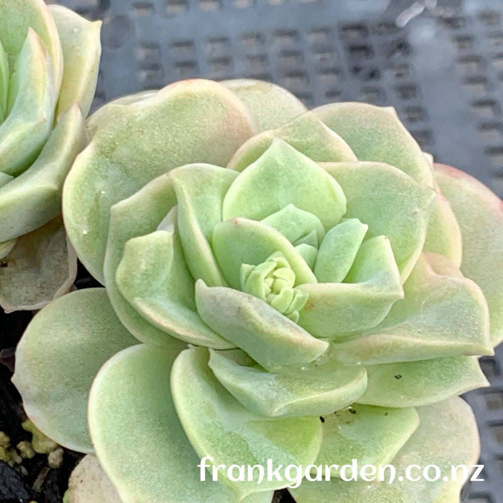 Echeveria Lovely rose | 可爱玫瑰