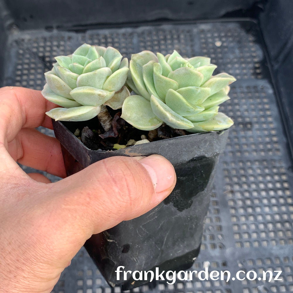 Echeveria Lovely rose | 可爱玫瑰