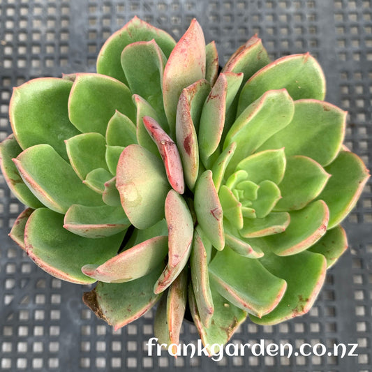 Echeveria Noble | 高贵