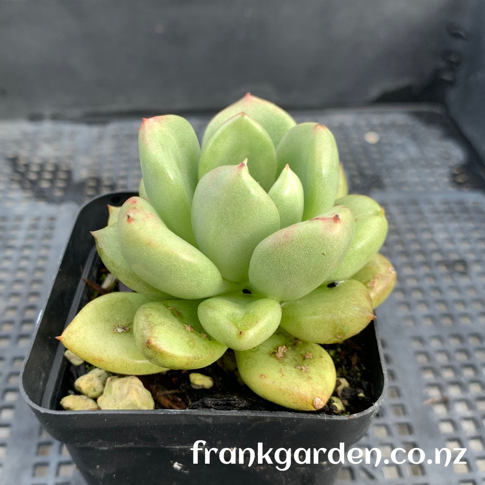 Echeveria Avocado cream | 奶油鳄梨