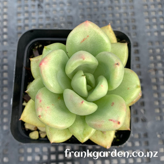 Echeveria Avocado cream | 奶油鳄梨