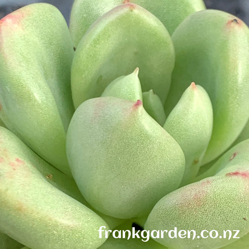 Echeveria Avocado cream | 奶油鳄梨